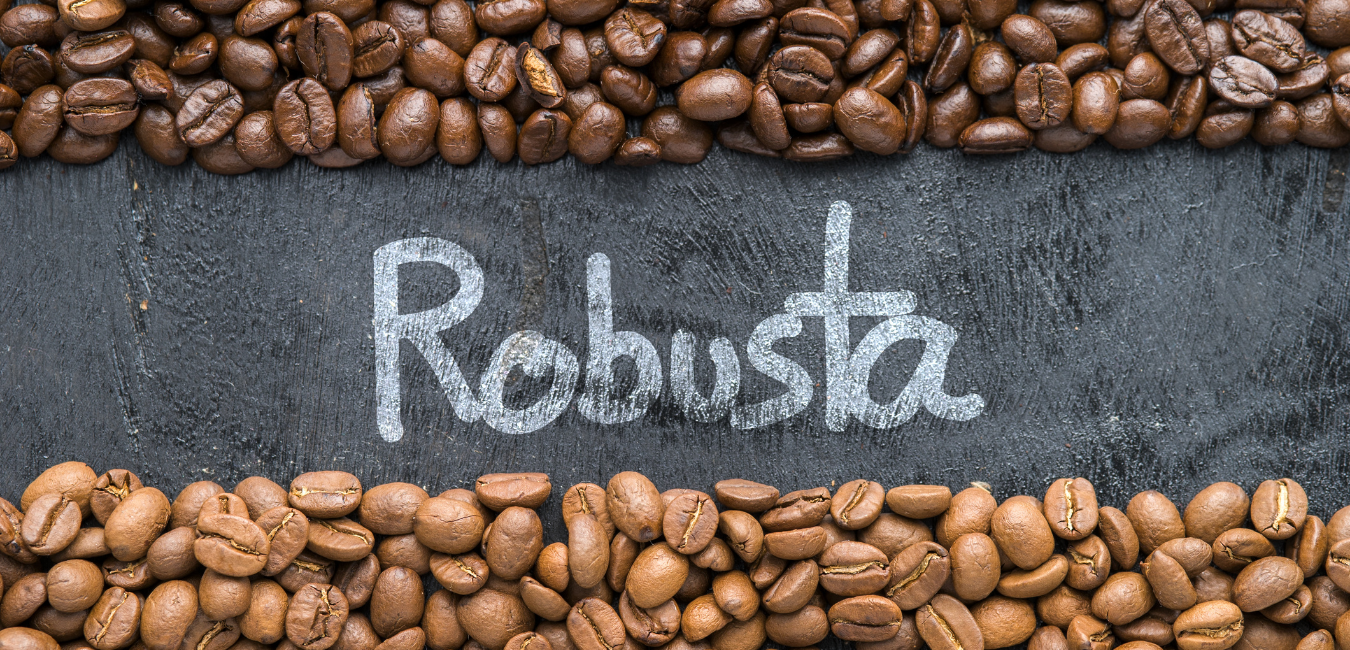 Tất tần tật về cà phê Robusta . 1 trong những loại cà phê ngon nhất