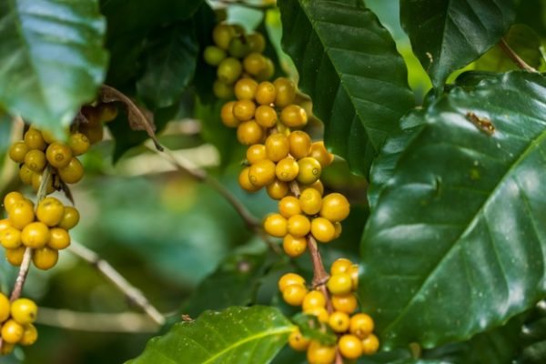 Các loại cà phê Arabica - Catimor